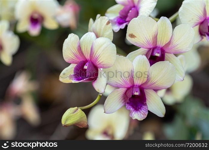 Orchid flower in orchid garden at winter or spring day for beauty and agriculture concept design. Dendrobium Orchidaceae.
