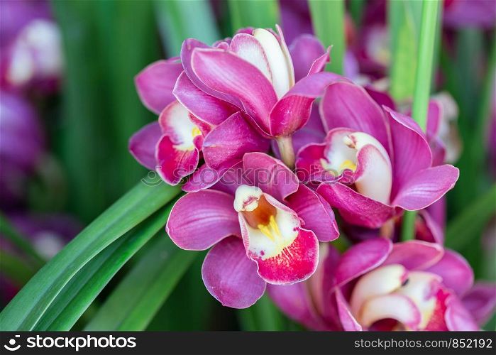 Orchid flower in orchid garden at winter or spring day for beauty and agriculture design. Cymbidium Orchidaceae.