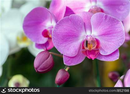Orchid flower in orchid garden at winter or spring day for beauty and agriculture design. Phalaenopsis Orchidaceae.
