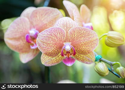 Orchid flower in orchid garden at winter or spring day for beauty and agriculture design. Phalaenopsis Orchidaceae.