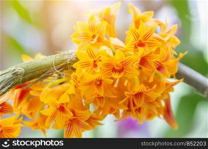 Orchid flower in orchid garden at winter or spring day for beauty and agriculture design. Dendrobium bullenianum Orchidaceae.