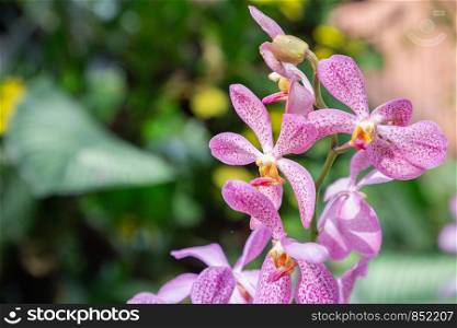 Orchid flower in orchid garden at winter or spring day for beauty and agriculture design. Mokara Orchidaceae.