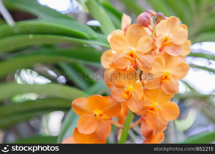 Orchid flower in orchid garden at winter or spring day for beauty and agriculture design. Vanda Orchidaceae.