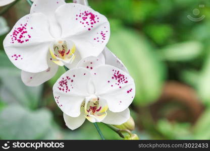 Orchid flower in orchid garden at winter or spring day for postcard beauty and agriculture idea concept design. Phalaenopsis Orchid or Moth Orchid.