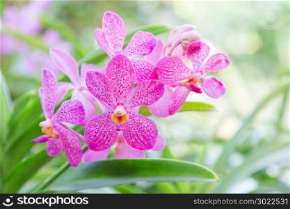 Orchid flower in orchid garden at winter or spring day for postcard beauty and agriculture idea concept design. Mokara orchid or Arachnis orchid.