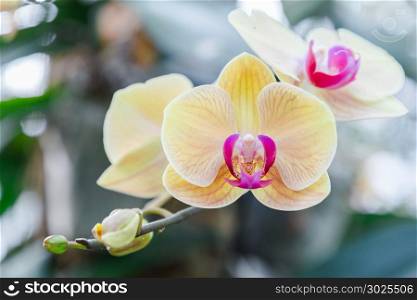 Orchid flower in orchid garden at winter or spring day for postcard beauty and agriculture idea concept design. Phalaenopsis Orchid or Moth Orchid.