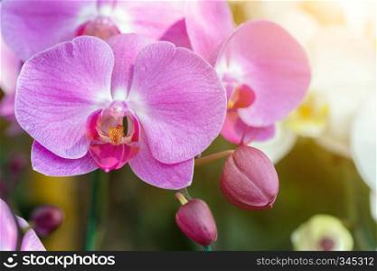 Orchid flower in orchid garden at winter or spring day for postcard beauty and agriculture idea concept design. Phalaenopsis orchid.