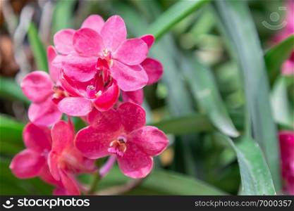 Orchid flower in orchid garden at winter or spring day for postcard beauty and agriculture idea concept design. Vanda Orchid.