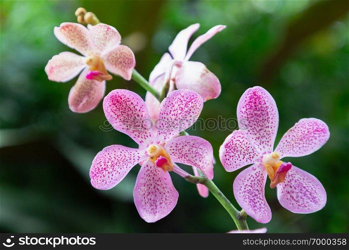 Orchid flower in orchid garden at winter or spring day for postcard beauty and agriculture idea concept design. Mokara Orchid.