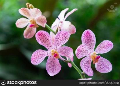 Orchid flower in orchid garden at winter or spring day for postcard beauty and agriculture idea concept design. Mokara Orchid.