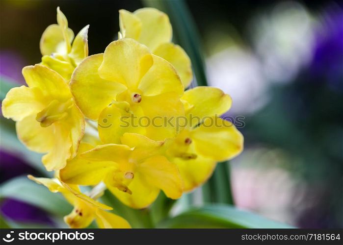 Orchid flower in orchid garden at winter or spring day for postcard beauty and agriculture design. Vanda Orchidaceae.