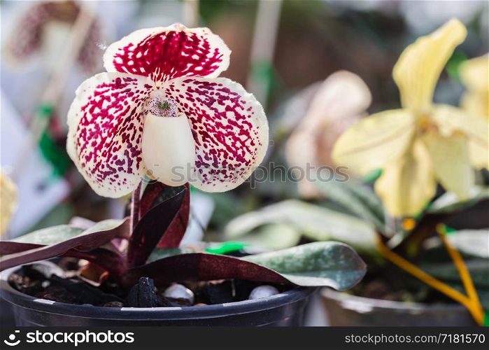 Orchid flower in orchid garden at winter or spring day for postcard beauty and agriculture design. Paphiopedilum Orchidaceae. or Lady&rsquo;s Slipper.