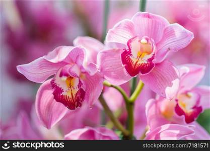 Orchid flower in orchid garden at winter or spring day for postcard beauty and agriculture design. Cymbidium Orchidaceae.