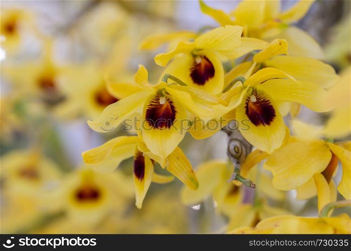 Orchid flower in orchid garden at winter or spring day for postcard beauty and agriculture idea concept design.