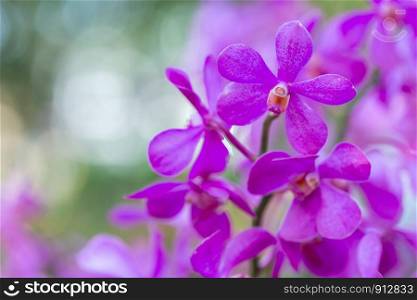 Orchid flower in orchid garden at winter or spring day for postcard beauty and agriculture design. Mokara Orchidaceae.