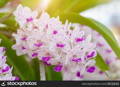 Orchid flower in orchid garden at winter or spring day for postcard beauty and agriculture design. Rhynchostylis Orchidaceae.