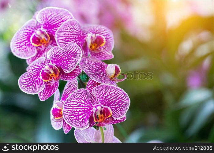 Orchid flower in orchid garden at winter or spring day for postcard beauty and agriculture design. Phalaenopsis Orchidaceae.