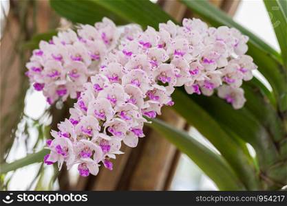 Orchid flower in orchid garden at winter or spring day for postcard beauty and agriculture design. Rhynchostylis Orchidaceae.