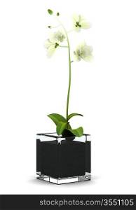 orchid flower in pot isolated on white background