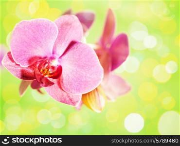 orchid flower over abstract green backgrounds