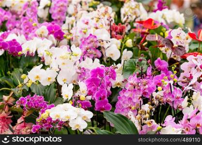 Orchid flower. Phalaenopsis orchid