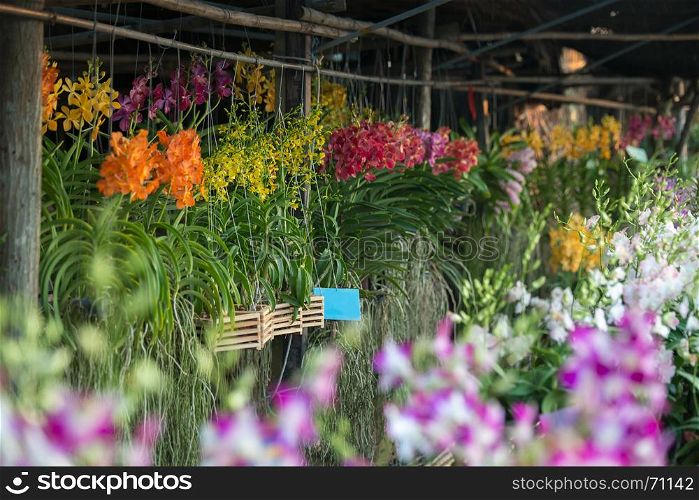 orchid flower store in Thailand