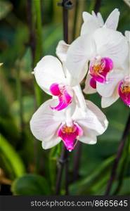 Orchid flower, white Phalaenopsis Amabilis. Tropical floral background. Orchid flower, Phalaenopsis Amabilis