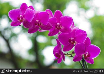 orchid flower with green in background
