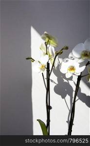 orchid flowers and shadows on white wall background beauty. orchid flowers and shadows on white wall background