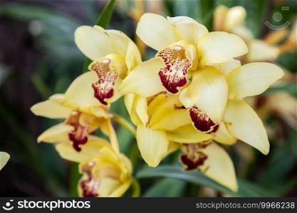 Orchid flowers in the garden. Cymbidium Orchidaceae.
