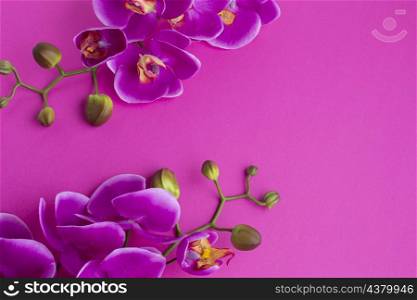 orchid flowers violet copy space background
