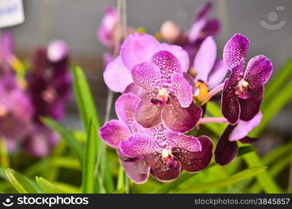 Orchid Hybrids blooming