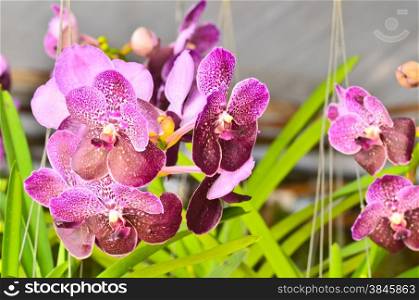 Orchid Hybrids blooming in garden