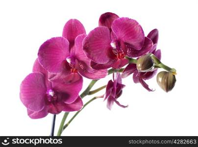 Orchid in flowerpot in front of white background