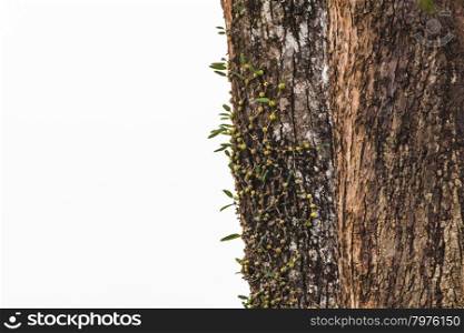 orchid in forest, orchid on tree with moss abstract background