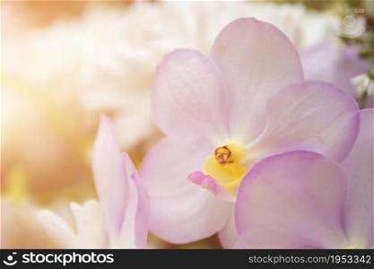 Orchid In The Garden With Bokeh Light, Bouquet Of Fresh Spring White Orchid And Soft Light Bokeh For Background.