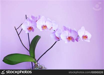 orchid in the lilac room. beautiful branch of the blooming pink orchid in the lilac room