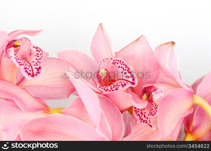 orchid isolated on white background