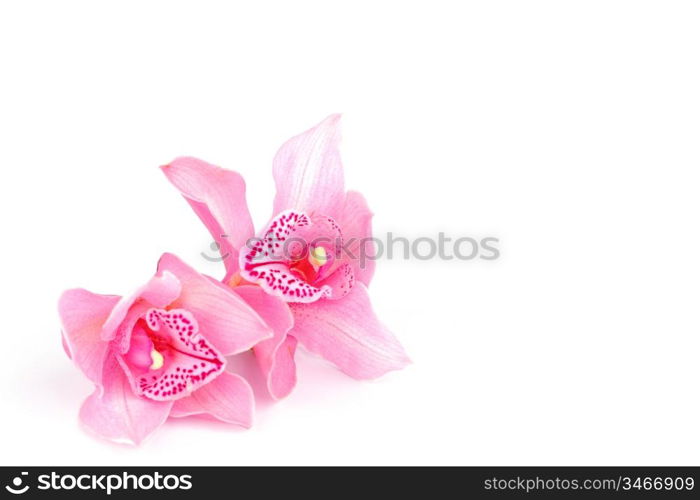 orchid isolated on white background