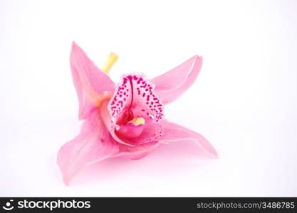 orchid isolated on white background