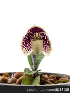 "Orchid name " Paphiopedilum godefroyae " on white background"