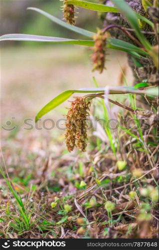 Orchid of Bulbophyllum orientale Seidenf