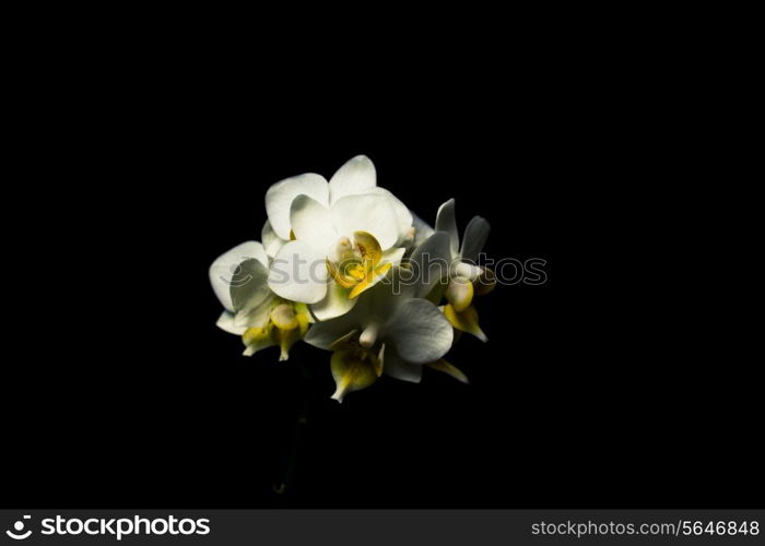 Orchid on black background