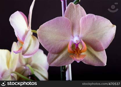 orchid pink color on a dark background