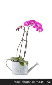 orchid pink flower isolated on white background in flower pot