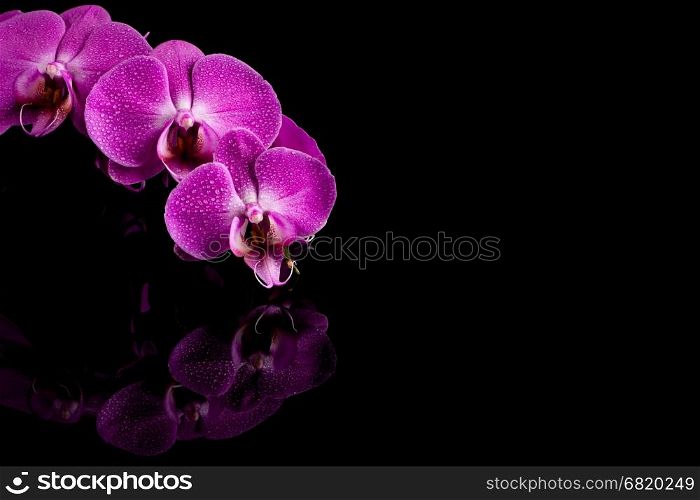 orchid pink flower with water drops isolated on black background - reflection