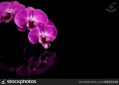 orchid pink flower with water drops isolated on black background - reflection