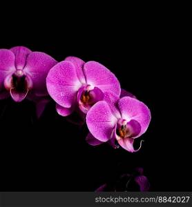 orchid  pink flower with water drops isolated on black background - reflection