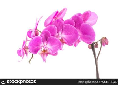 orchid pink flower with water drops isolated on white background