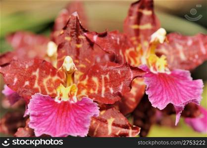 Orchid red. A flower growing in a tropical climate
